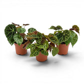 Begonia ferox mit strukturierten grünen Blättern im Kulturtopf.