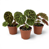 Begonia ferox mit strukturierten grünen Blättern im Kulturtopf.
