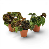 Begonia ferox mit strukturierten grünen Blättern im Kulturtopf.