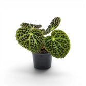 Begonia ferox mit strukturierten grünen Blättern im Kulturtopf.