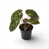 Begonia ferox mit strukturierten grünen Blättern im Kulturtopf.