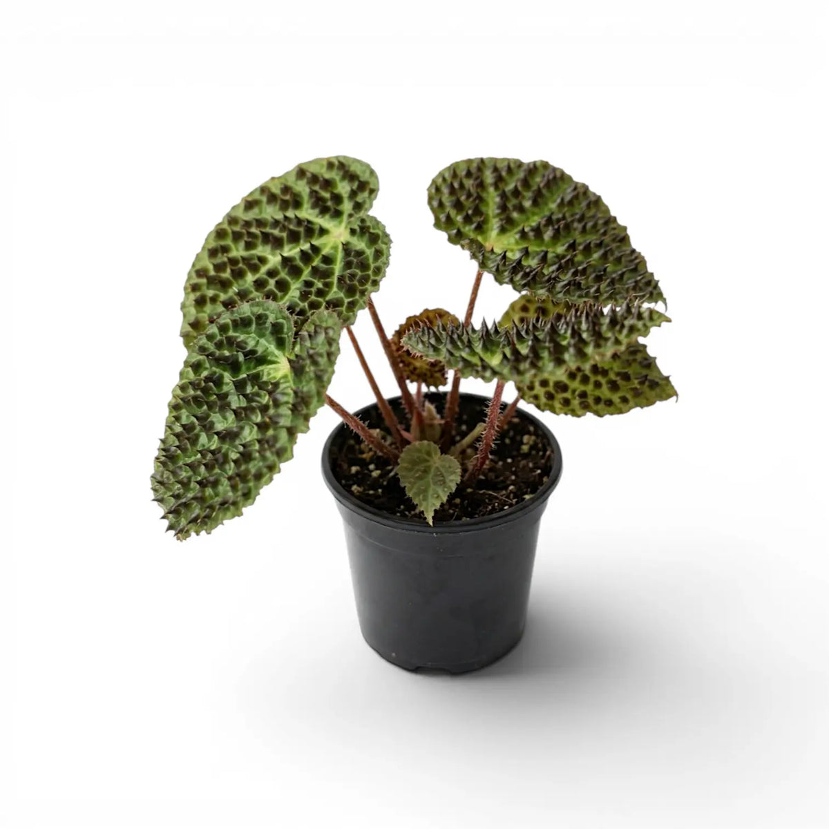 Begonia ferox mit strukturierten grünen Blättern im Kulturtopf.