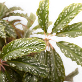 Begonia hemsleyana 'Silver Dots' leaf detail on white background.