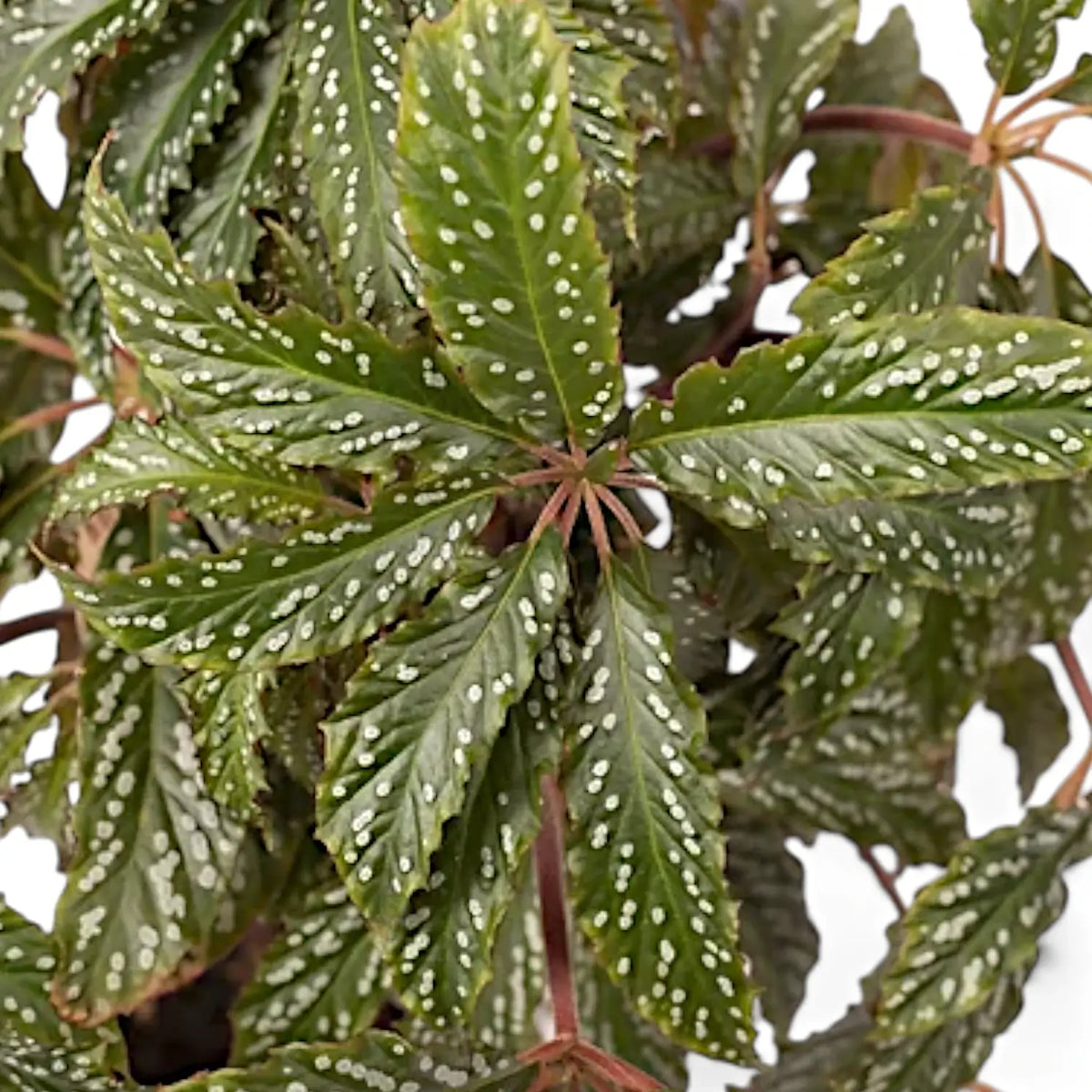 Begonia hemsleyana 'Silver Dots' potted plant in nursery pot on white background.