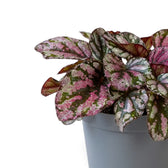 Baby Begonia ‘Hugh McLauchlan’ in a nursery pot, showing silver, pink and green patterned leaves