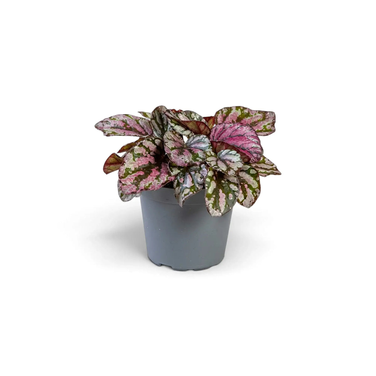 Baby Begonia ‘Hugh McLauchlan’ in a nursery pot, showing silver, pink and green patterned leaves