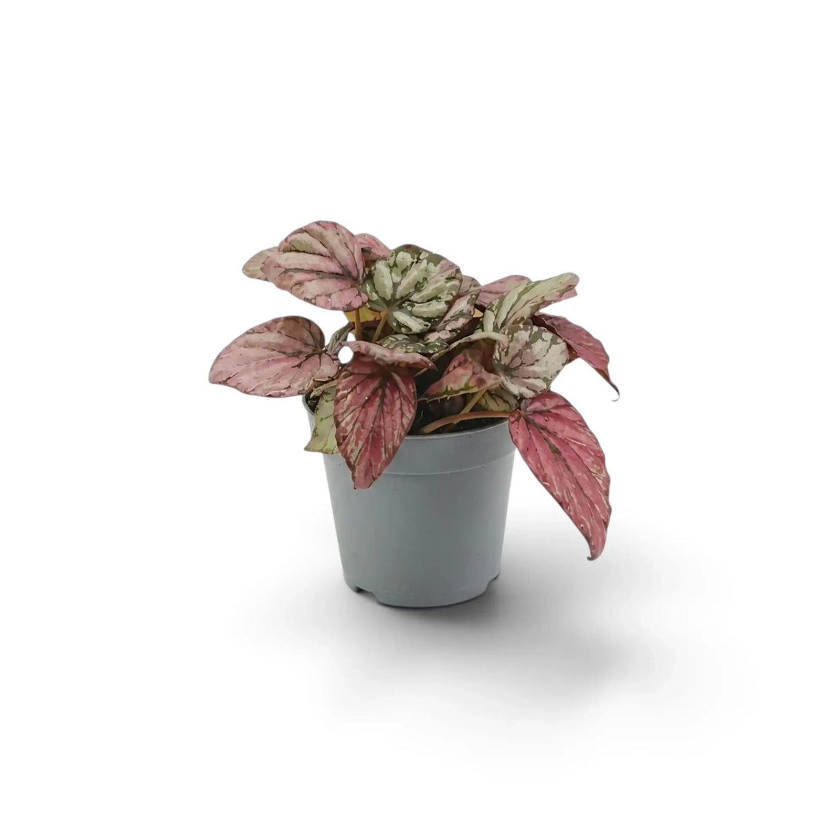 Baby Begonia ‘Hugh McLauchlan’ in a nursery pot, showing silver, pink and green patterned leaves