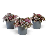 Baby Begonia ‘Hugh McLauchlan’ in a nursery pot, showing silver, pink and green patterned leaves