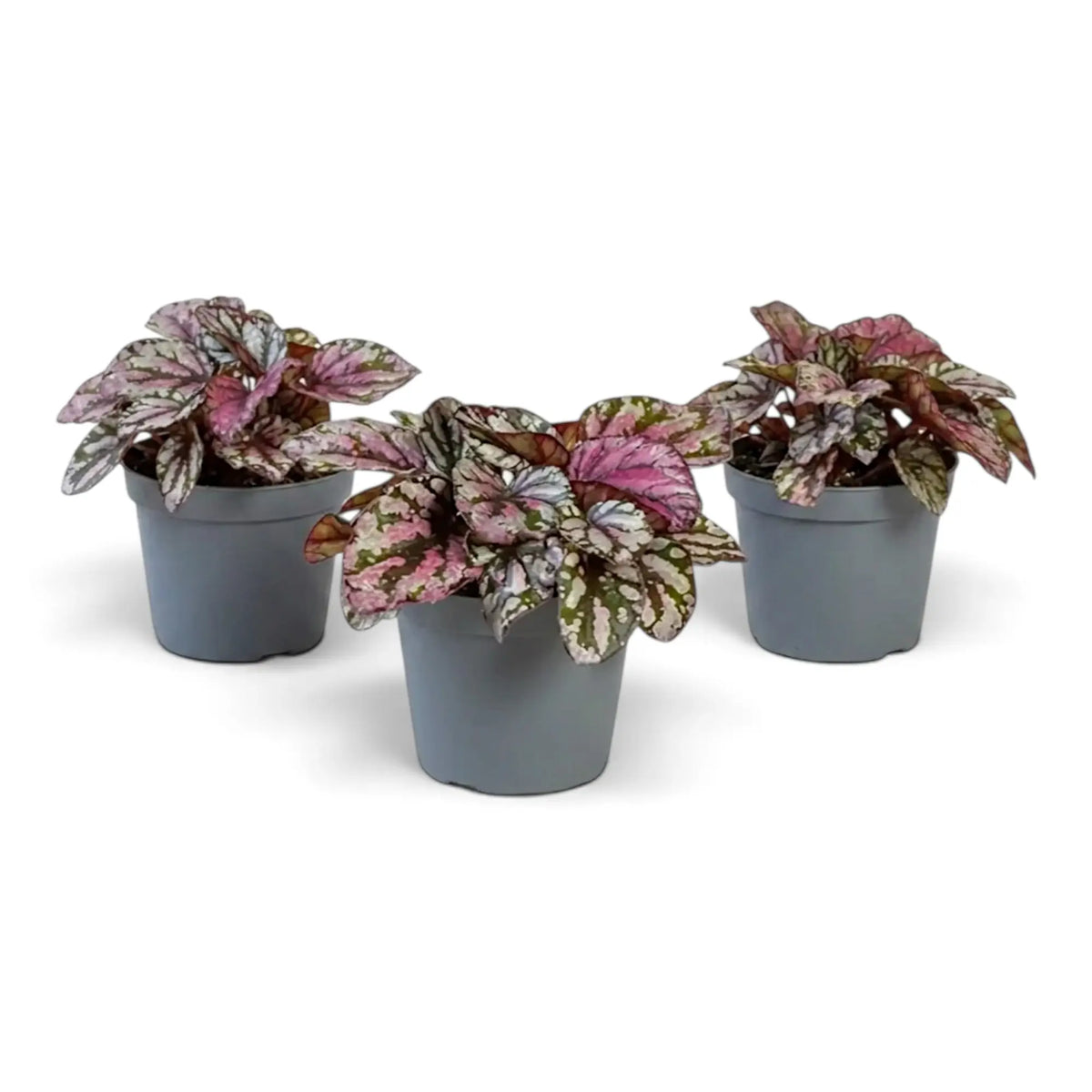 Baby Begonia ‘Hugh McLauchlan’ in a nursery pot, showing silver, pink and green patterned leaves