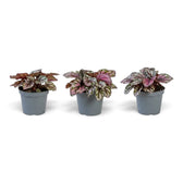 Baby Begonia ‘Hugh McLauchlan’ in a nursery pot, showing silver, pink and green patterned leaves