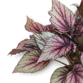 Close-up of Begonia ‘Hugh McLauchlan’ silver, pink and green patterned leaves