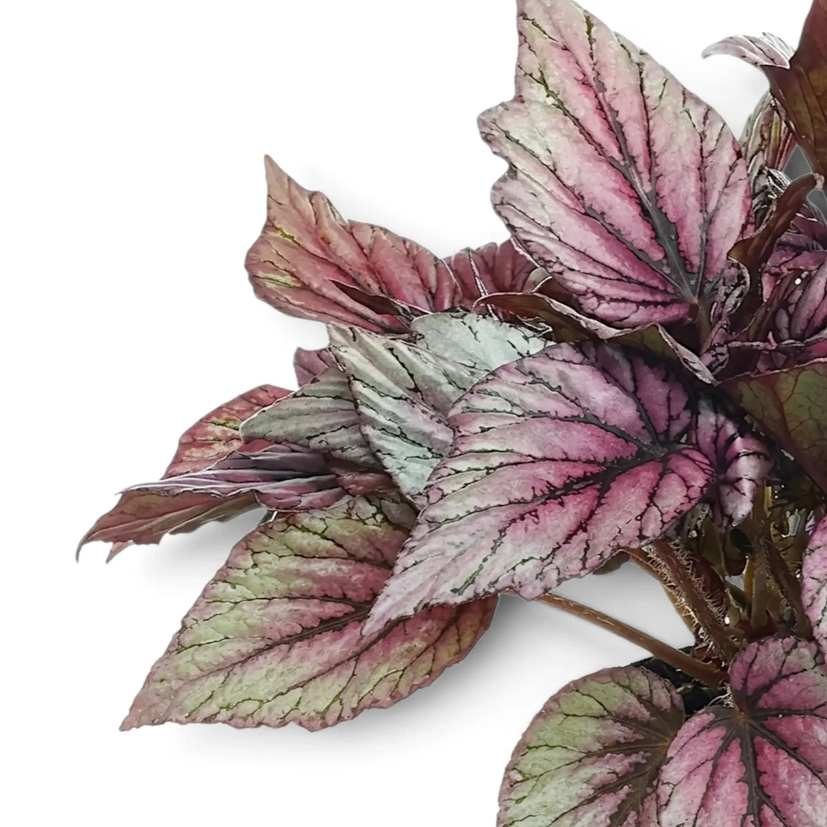 Close-up of Begonia ‘Hugh McLauchlan’ silver, pink and green patterned leaves