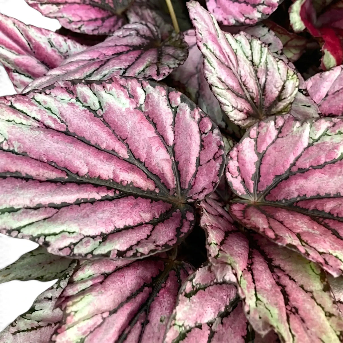 Close-up of Begonia ‘Hugh McLauchlan’ silver, pink and green patterned leaves