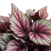 Close-up of Begonia ‘Hugh McLauchlan’ silver, pink and green patterned leaves