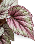 Close-up of Begonia ‘Hugh McLauchlan’ silver, pink and green patterned leaves