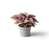 Begonia ‘Hugh McLauchlan’ in a nursery pot, showing silver, pink and green patterned leaves