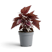 Begonia ‘Hugh McLauchlan’ in a nursery pot, showing silver, pink and green patterned leaves