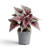 Begonia ‘Hugh McLauchlan’ in a nursery pot, showing silver, pink and green patterned leaves