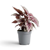 Begonia ‘Hugh McLauchlan’ in a nursery pot, showing silver, pink and green patterned leaves