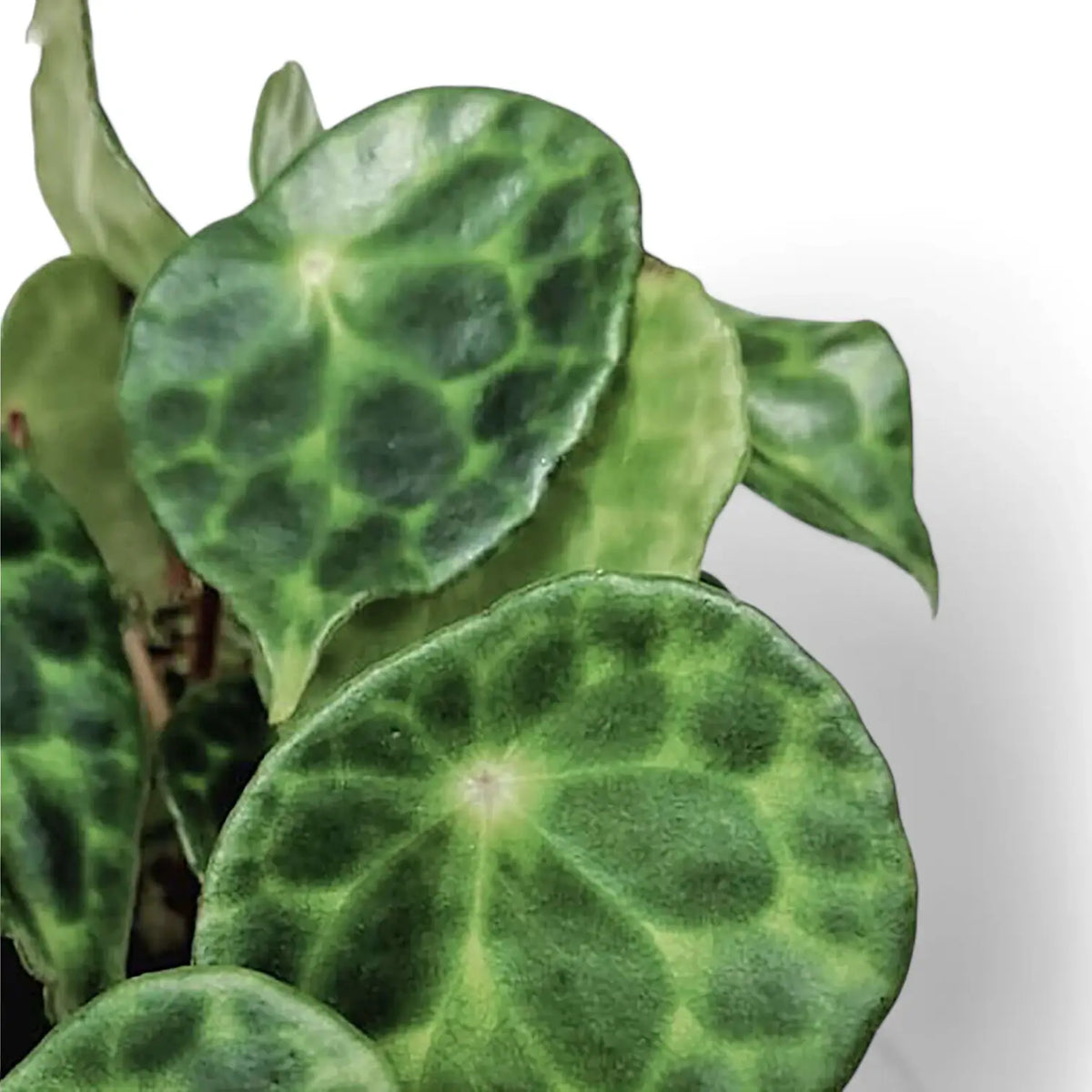 Nahaufnahme eines Blatts von Begonia kingiana vor weißem Hintergrund.