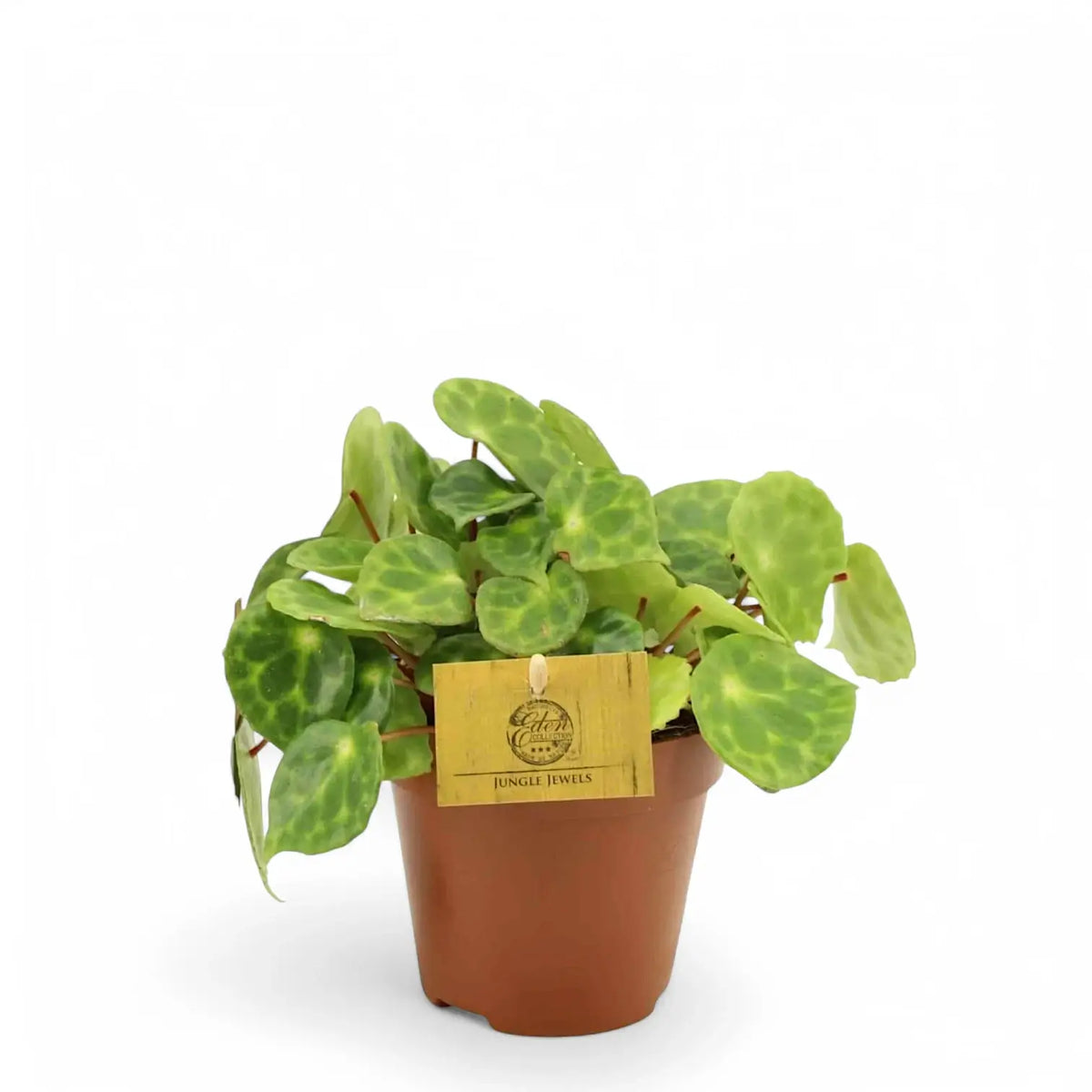 Begonia kingiana – Zimmerpflanze im Kulturtopf auf weißem Hintergrund, Produktfoto 2.