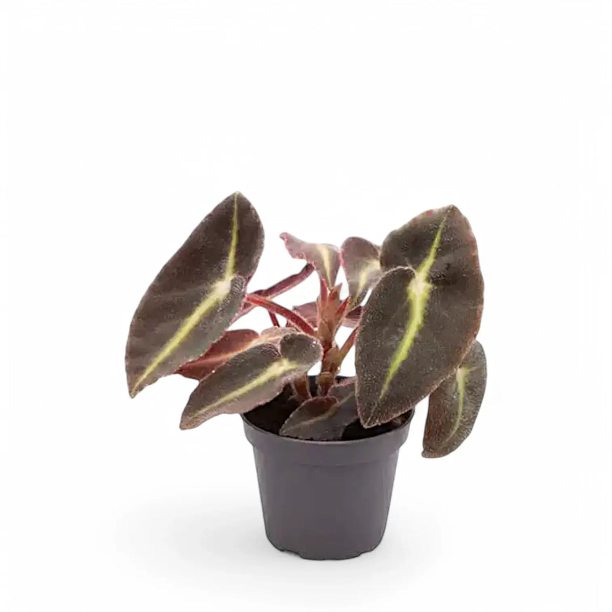 Begonia listada potted plant in nursery pot on white background.