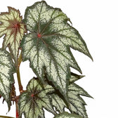 Begonia 'Little Brother Montgomery' leaf detail on white background.