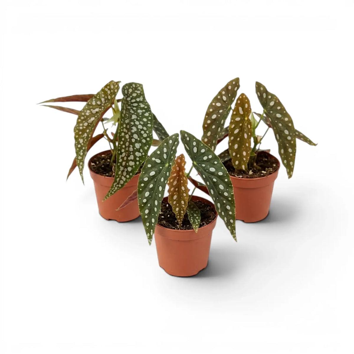 Begonia maculata 'Polka Dot' baby plant in a nursery pot.