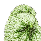 Begonia masoniana 'Tricolor' leaf close-up on white background.