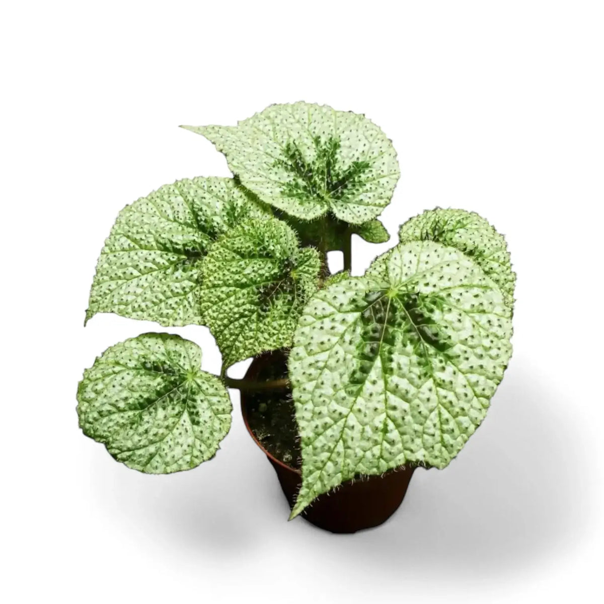 Begonia masoniana 'Tricolor' potted plant in nursery pot on white background.