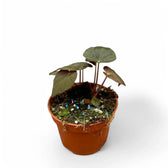 Begonia Pavonina Zimmerpflanze im Anzuchttopf vor weißem Hintergrund, Produktfoto 3.