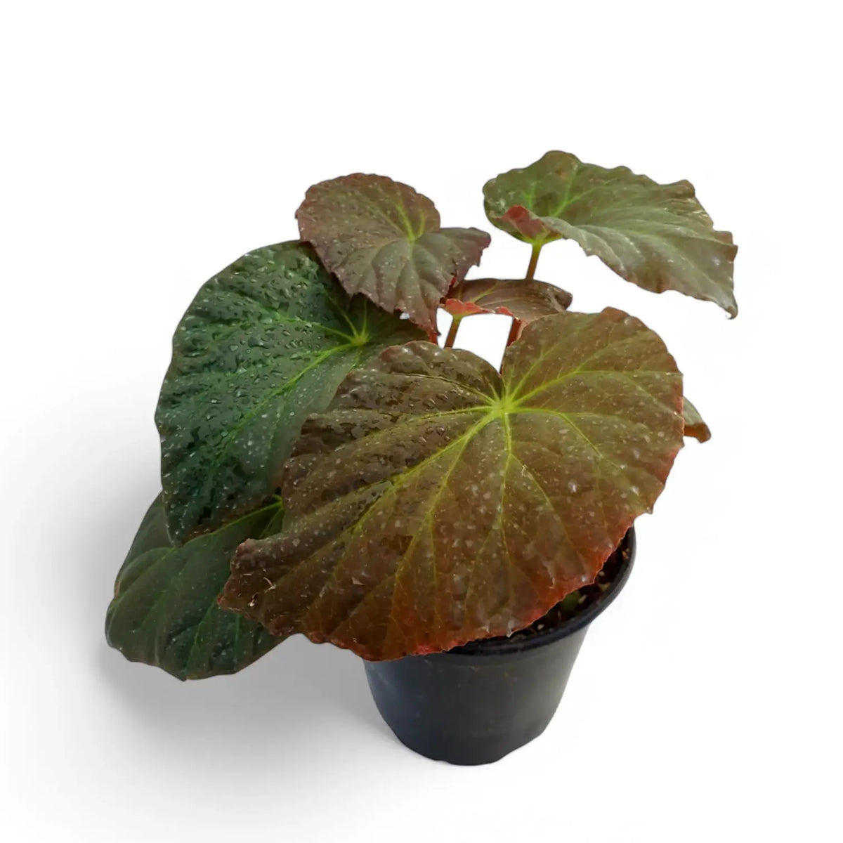 Begonia Pavonina Zimmerpflanze im Anzuchttopf vor weißem Hintergrund, Produktfoto 4.