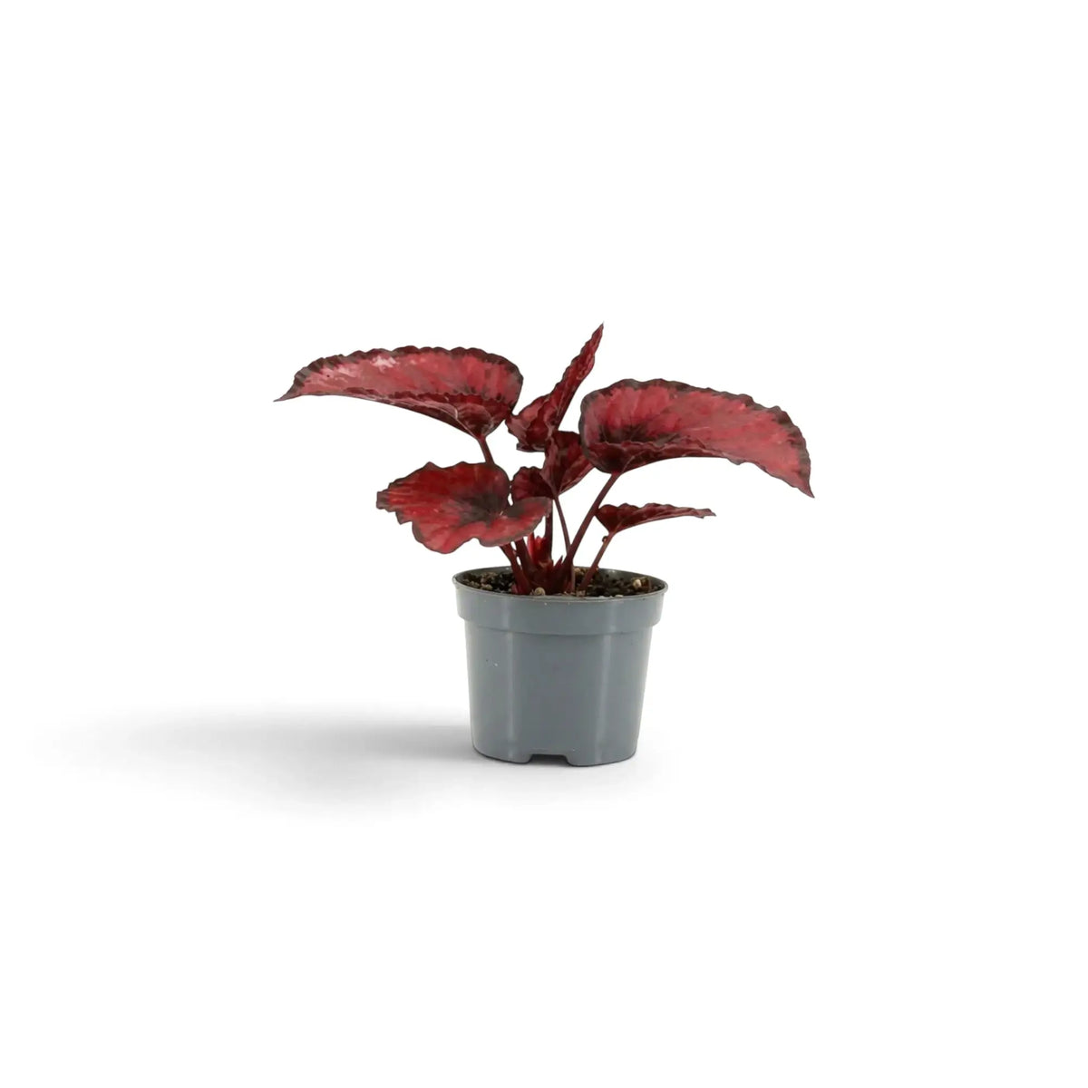 Young Begonia ‘Red Kiss’ in a nursery pot, with small rounded red, silver-grey and near-black leaves