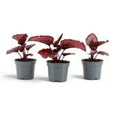 Baby Begonia ‘Red Kiss’ showing compact growth and metallic red leaves with dark margins
