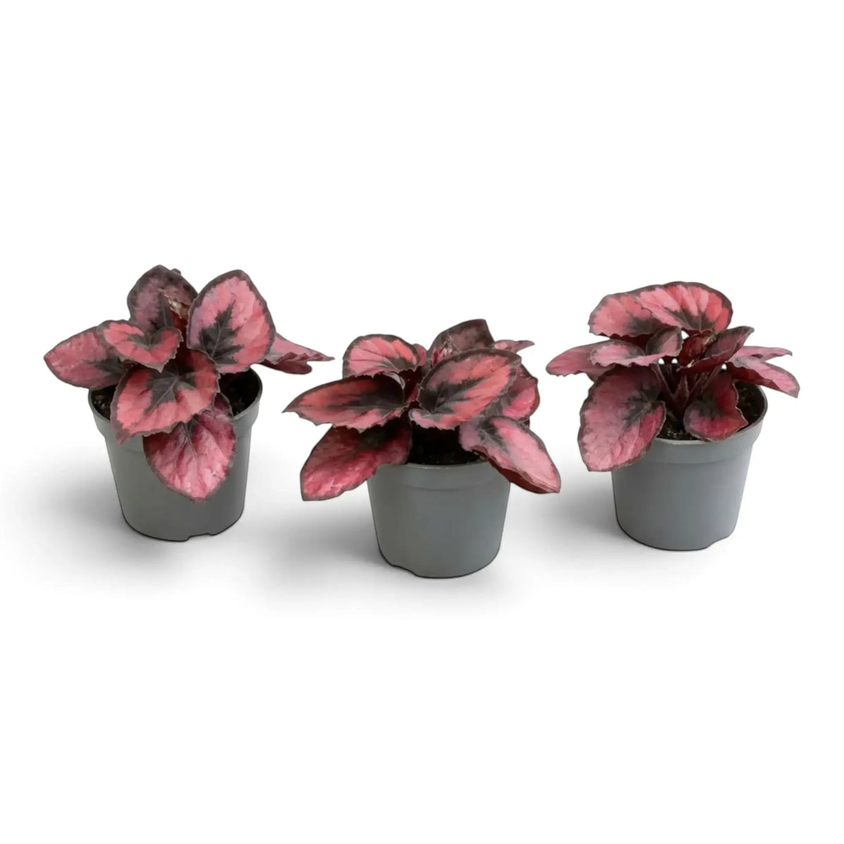 Small Begonia ‘Red Kiss’ in a nursery pot, with rounded red leaves, silver-grey markings and near-black margins
