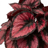 Close-up of Begonia ‘Red Kiss’ leaf with metallic red centre, silver-grey highlights and dark margin