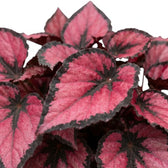 Begonia ‘Red Kiss’ foliage detail showing a rounded leaf with red, silver-grey and near-black pattern