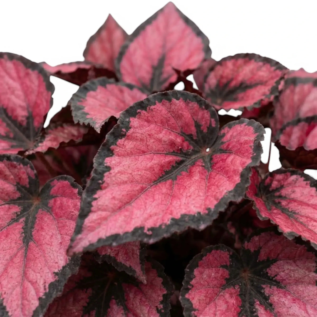 Begonia ‘Red Kiss’ foliage detail showing a rounded leaf with red, silver-grey and near-black pattern