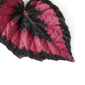 Close-up of Begonia ‘Red Kiss’ showing the slight basal curl and dark-edged metallic red foliage