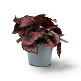 Begonia ‘Red Kiss’ (Rex Cultorum Group) in a nursery pot, with rounded red, silver-grey and near-black foliage