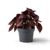 Potted Begonia ‘Red Kiss’ showing a compact crown of small red leaves with dark margins