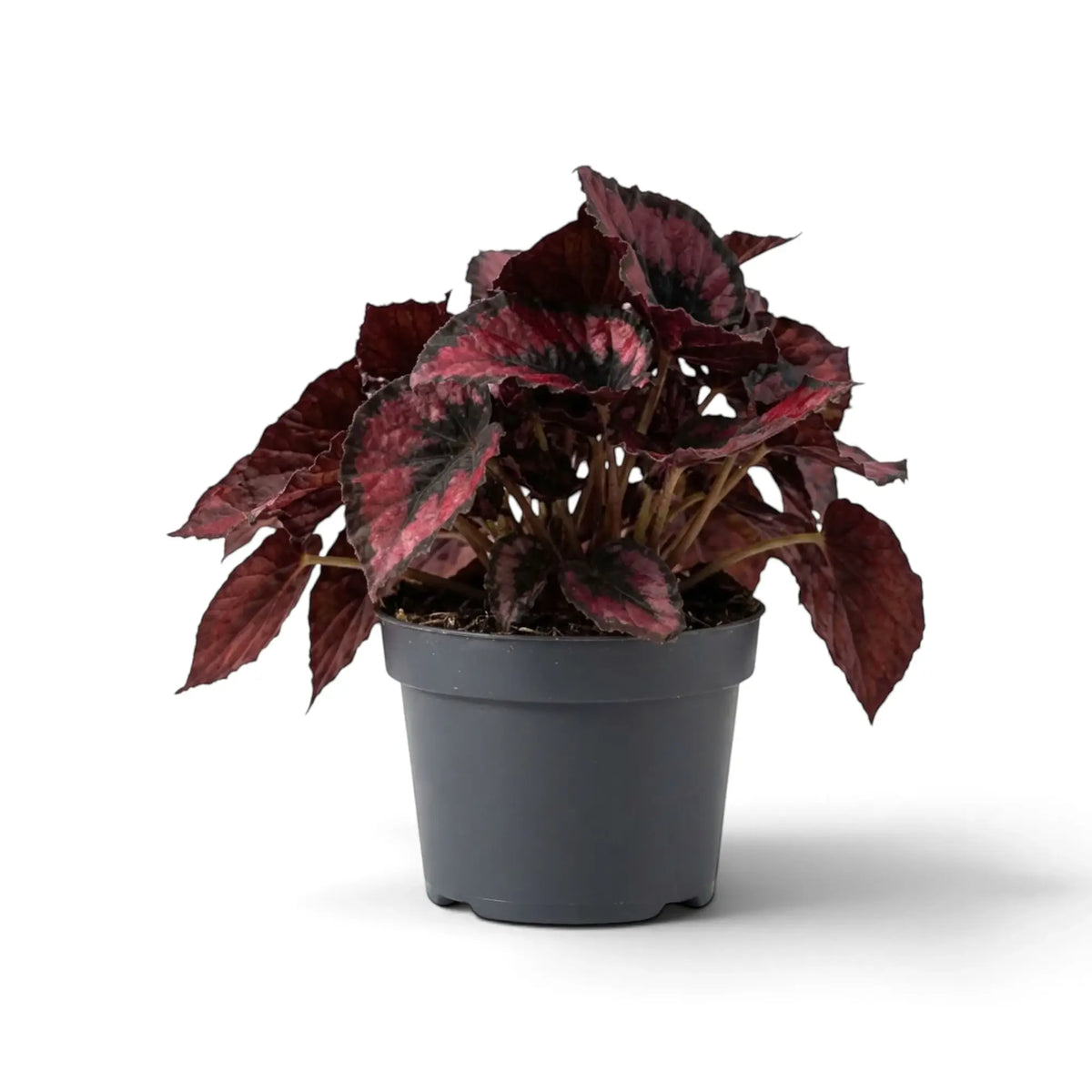 Potted Begonia ‘Red Kiss’ showing a compact crown of small red leaves with dark margins