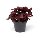 Begonia ‘Red Kiss’ full plant with rounded metallic red foliage, silver-grey highlights and dark edges
