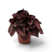 Potted Begonia ‘Red Kiss’ with red-centred leaves, silver-grey markings and near-black margins