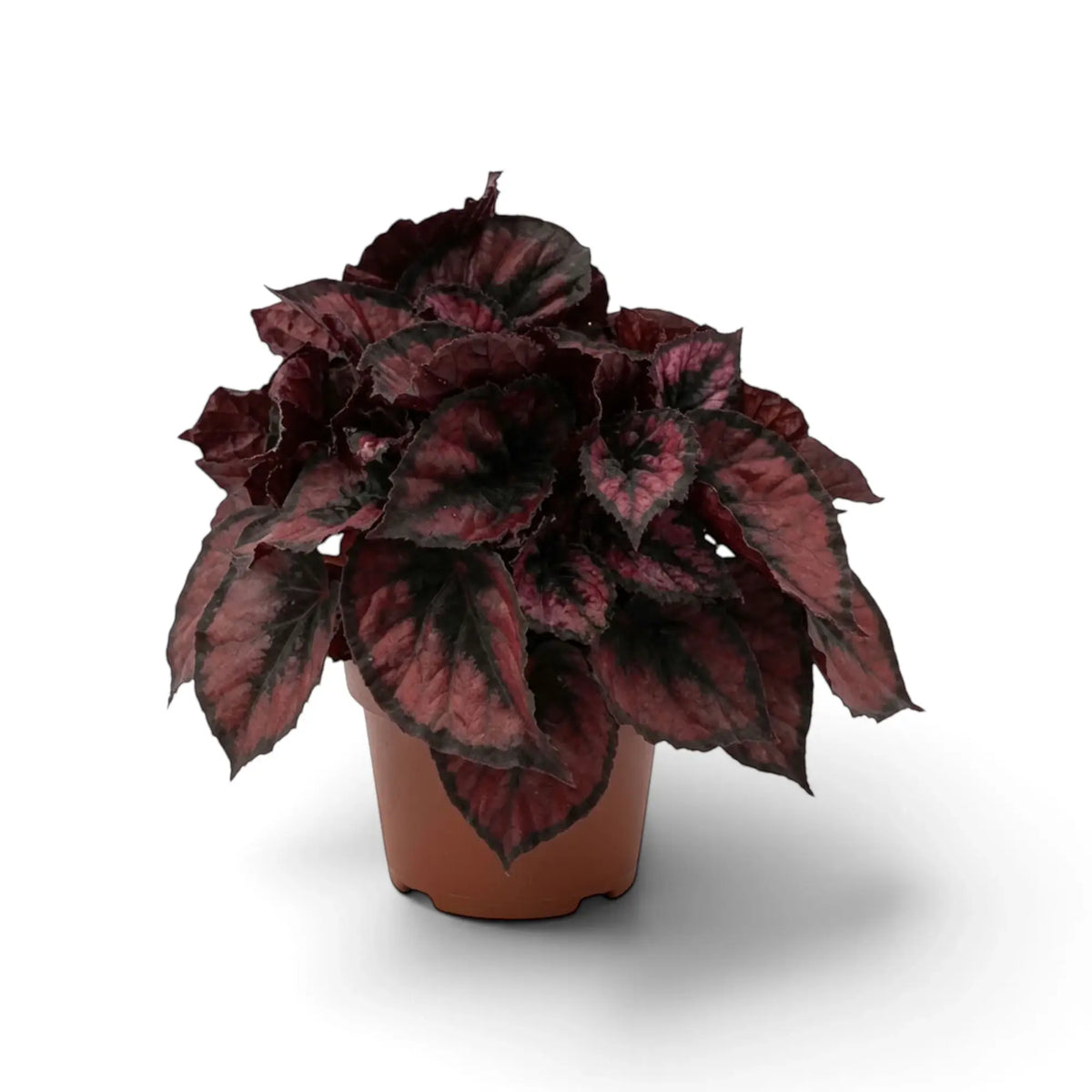 Potted Begonia ‘Red Kiss’ with red-centred leaves, silver-grey markings and near-black margins