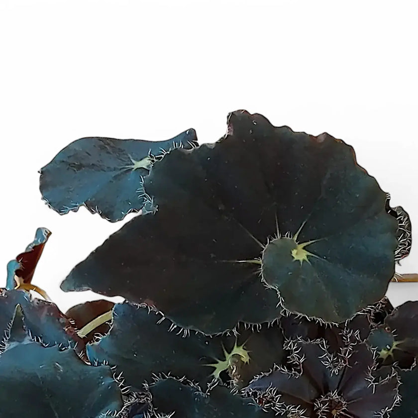 Begonia rex 'Black Mambo' ('Dark Mambo') leaf close-up on white background.