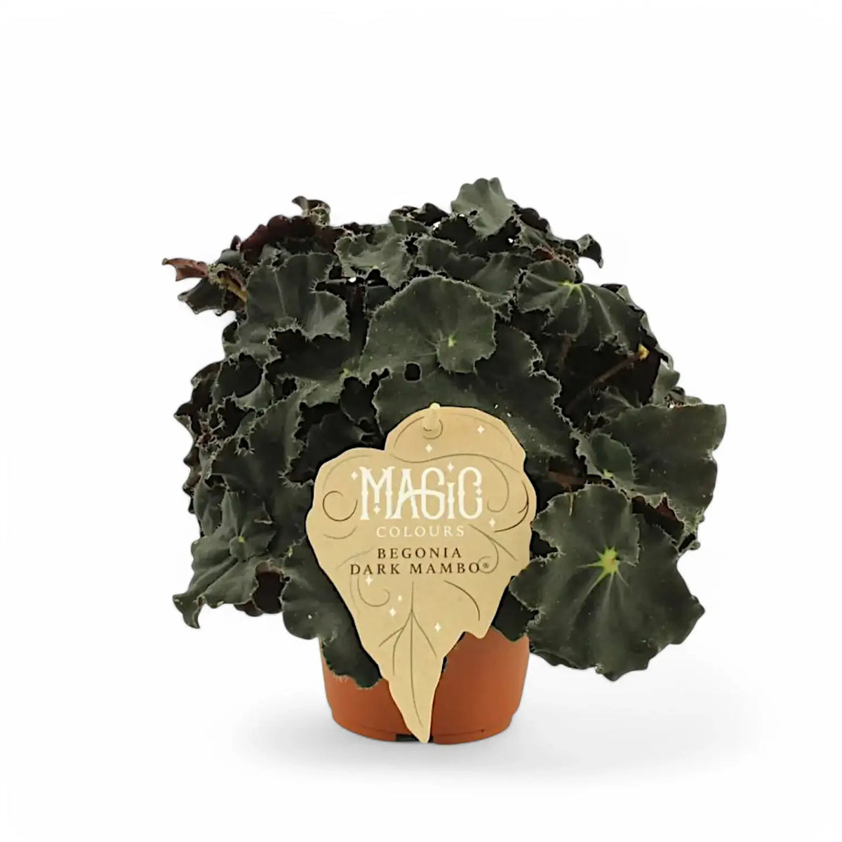 Begonia rex 'Black Mambo' ('Dark Mambo') potted plant in nursery pot on white background.