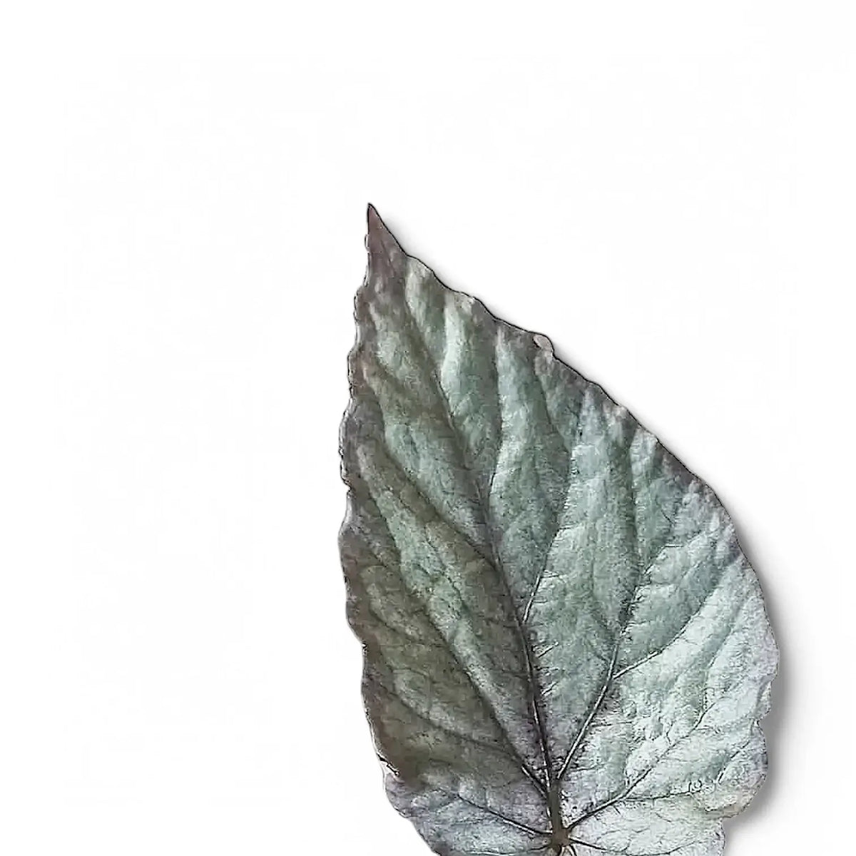 Begonia rex 'Bolero' leaf close-up on white background.