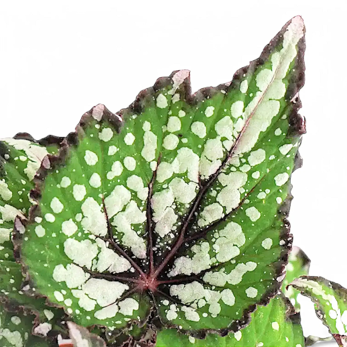 Begonia rex 'Bostella' – Blattdetail vor weißem Hintergrund..