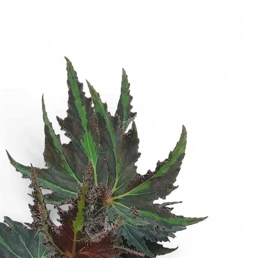 Begonia rex 'Breakdance' leaf close-up on white background.